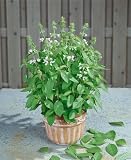 growing basil indoor-Basil Seeds - Ocimum Basilicum citriodora - .1 Grams - Approx 220 Gardening Seeds - Herb Garden Seed