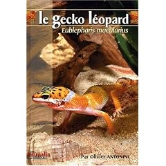 Le gecko l�opard