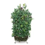 Mini Ivy On Stand - 60cm