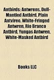 Antbirds: Antwrens, Dull-Mantled Antbird, Plain Antvireo, White-Fringed Antwren, Rio Branco Antbird, Yungas Antwren, White-Masked Antbird