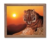 Tiger In The Wild At Sunset Home Decor Wall Picture Oak Framed Art Print