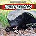 Honey Badgers (Ferocious Fighting Animals)