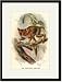 Black Framed/Matted Print 17x23, The Spectral Tarsier