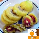キウイ（雄木）：早雄（ソウユウ）4.5～5号ポット[苗木]