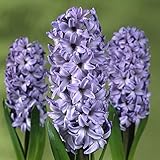 [秋植え球根]水栽培用ヒヤシンス特大球：デルフトブルー(青)5球セット