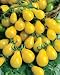 Yellow Pear Tomato Seeds - Lycopersicon Esculentum - 0.25 Grams - Approx 140 Gardening Seeds - Vegetable Garden Seed