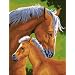 Dimensions Needlecrafts Paintworks Paint By Number, Mother & Colt