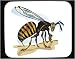 Decorated Mouse Pad with insect, wasp, yellow, jacket