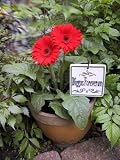 Latin PLANTER SIGN stake garden plant MARKER DIG UP