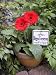 Latin PLANTER SIGN stake garden plant MARKER DIG UP