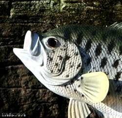 Taxidermy Quality 12" Fiberglass Crappie Wall Mount