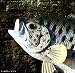 Taxidermy Quality 12" Fiberglass Crappie Wall Mount