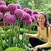 Allium Bulbs Globe Master Allium Bulbs Globe Master