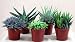 Haworthia Collection - 5 Plants - 3.5" Pots - Easy to Grow!