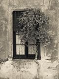 Tree in Front of the Window of a House, Calle San Jose, Colonia Del Sacramento, Uruguay Photographic Poster Print, 12x16