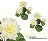 TWO 26" Water Lily Artifical Silk Flower Bushes for Home, Garden and Decoration