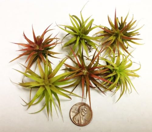Ionantha Mexican Air Plants