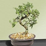 Chinese Weeping Elm Bonsai