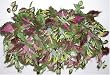Deluxe Coleus Shelf / Ledge Plant