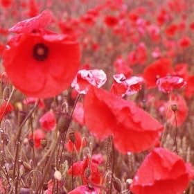 Amazon Flowers on Amazon Com  Song Of Forget Me Not Flower  Andrei Krylov  Mp3 Downloads