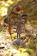 Inquisitive Solar Fairy Statue Inquisitive Solar Fairy Statue