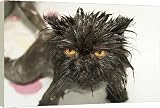 20 Inch Box Canvas (51cm) Black CAT - Wet, just washed, close up by Ardea