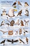 (24x36) Avian Raptors Birds Of Prey Educational Science Chart Poster