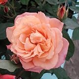 四季咲中輪バラ：スブニールドゥアンネフランク大苗[アンネ・フランクを偲んで命名されたバラ]