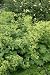 Pflanzenset: 3 x Alchemilla mollis - Großblättriger Frauenmantel