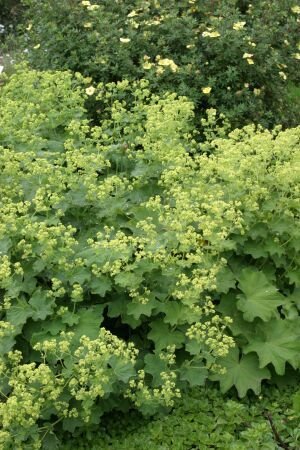 Pflanzenset: 3 x Alchemilla mollis - Großblättriger Frauenmantel