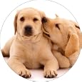 2 yellow Labrador dogs Fridge Magnet