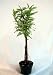 Bald Cypress Pre-Bonsai Tree - Great for a Beginne