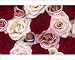 Photographic Prints of Rose (Rosa sp) flowers, close up of many different colored Roses, North America from Flpa