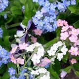 forgetmenot seeds-150 Seeds, Forget-Me-Not 