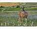 Photographic Prints of TOM-1802 Mule Deer - buck in wildflowers (mostly wild asters) from Ardea Wildlife Pets