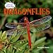Book Dragonflies (Under the Microscope: Backyard Bugs)