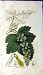 1796 ACER PSEUDO PLATANUS SOWERBY BOTANICAL PLANT PRINT
