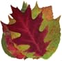 Sisson Imports French Leaves, Assorted, Pack of 20