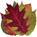 Sisson Imports French Leaves, Assorted, Pack of 20