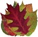 Sisson Imports French Leaves, Assorted, Pack of 20