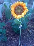 Large Yellow Silk Sunflower 3 ft tall