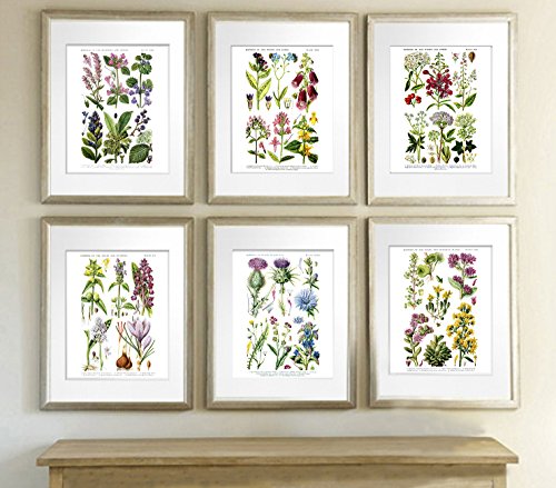 English Wild Flowers Botanical Art Reproduction Unframed Set