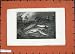1818 Dead Fish Country Mansion Trees Clouds Sherwood