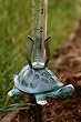 Turtle with Rain Gauge