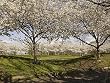 Among the Washington Cherry Blossoms Photograph - Beautiful 16"x20" Photographic Print by Carol M. Highsmith