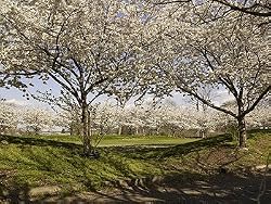 Among the Washington Cherry Blossoms Photograph - Beautiful 16"x20" Photographic Print by Carol M. Highsmith