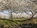 Among the Washington Cherry Blossoms Photograph - Beautiful 16"x20" Photographic Print by Carol M. Highsmith