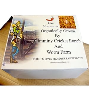 500ct Live Mealworms, Reptile, Blue Birds, Chicken, Fish Food
