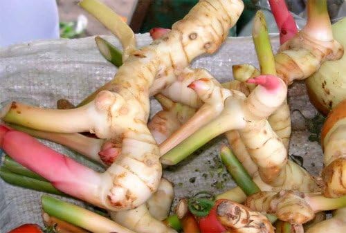 Florida Fresh Thai Galangal - 2 lb. A Thai herb which is Anti-inflammatory, Antibacterial, and Antispasmodic.
