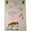 Camembert French Cheese instructional and Pictorial on Printed Towel. Terroirs de France Tea Towel